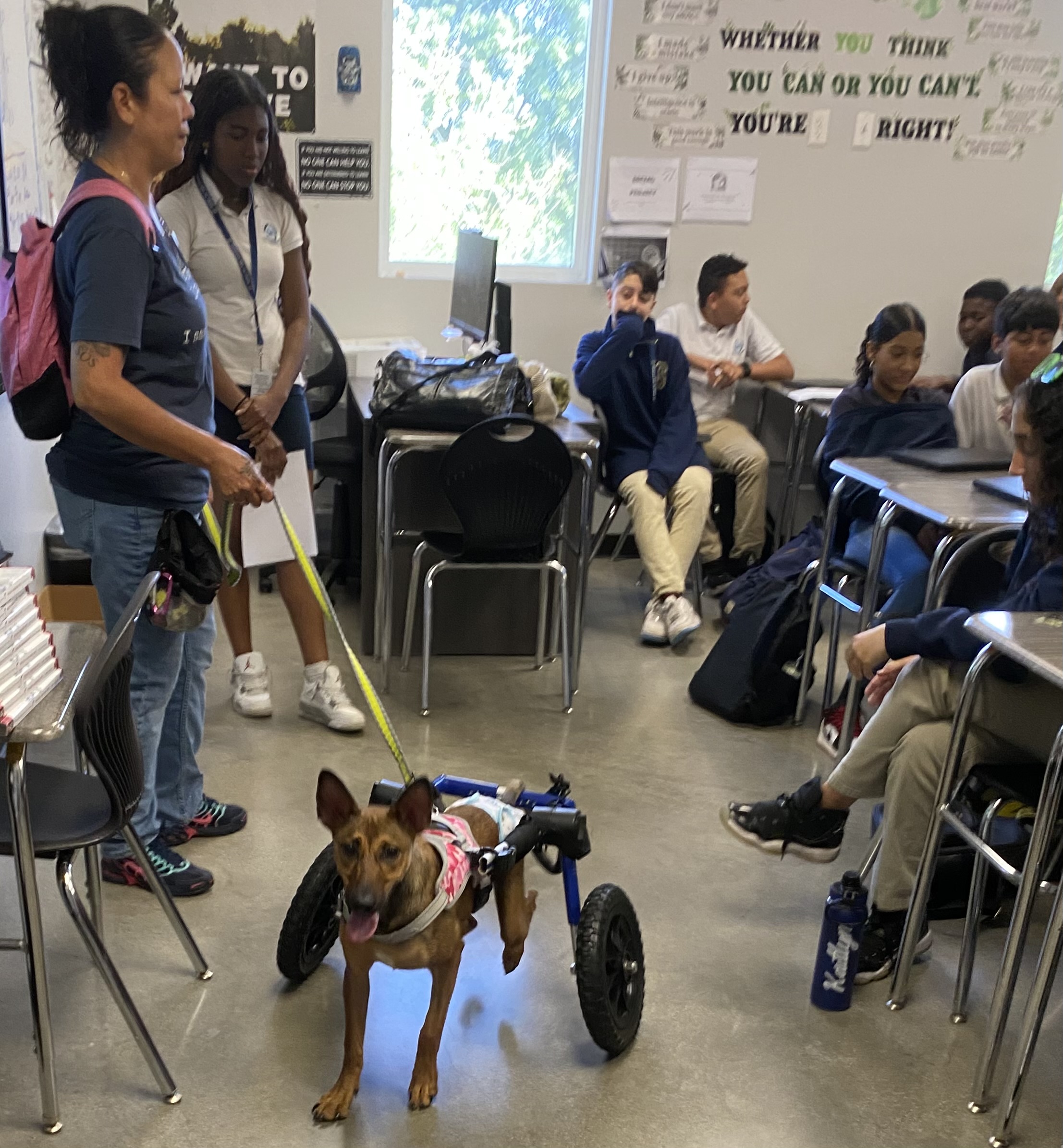Enlarge Glitter, a Adoptable mixed breed in Ocala, FL image 6/6
