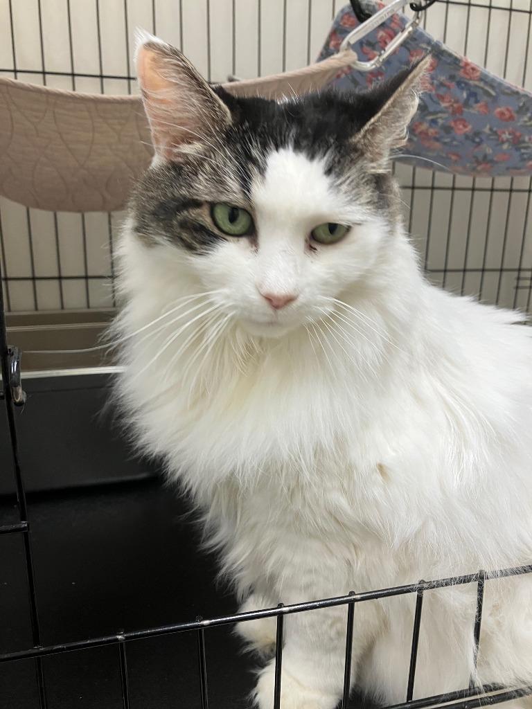 Enlarge Nova, a Adoptable mixed breed in Lunenburg, MA image 1/2