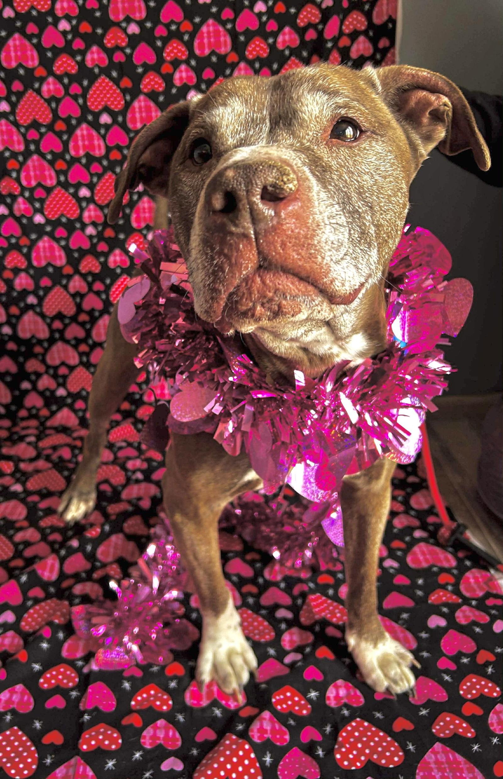 Tressel — thumbnail 2