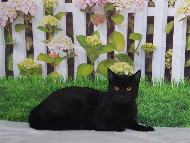 JORDAN, a Adoptable mixed breed in Oroville, CA image 2/2