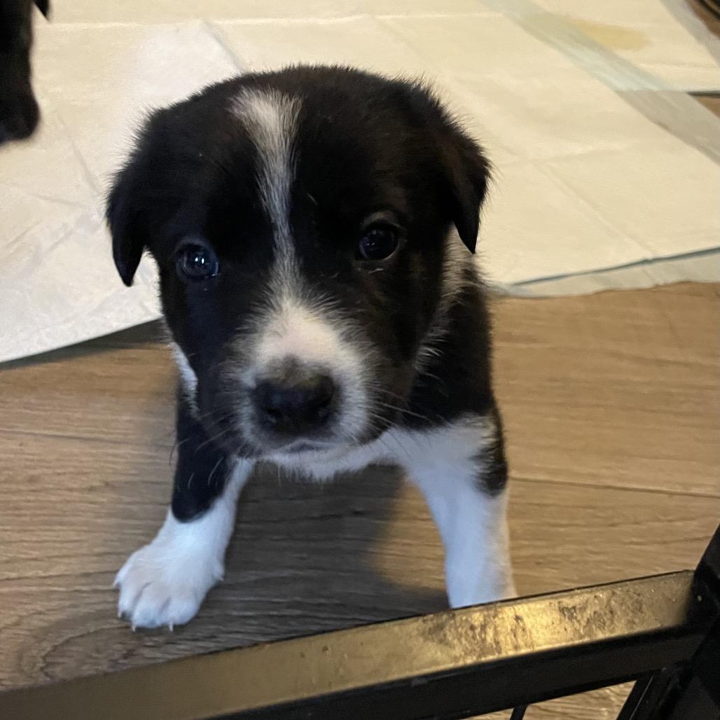 Alysa, Adoptable, Puppy Female Shepherd & Mixed Breed.