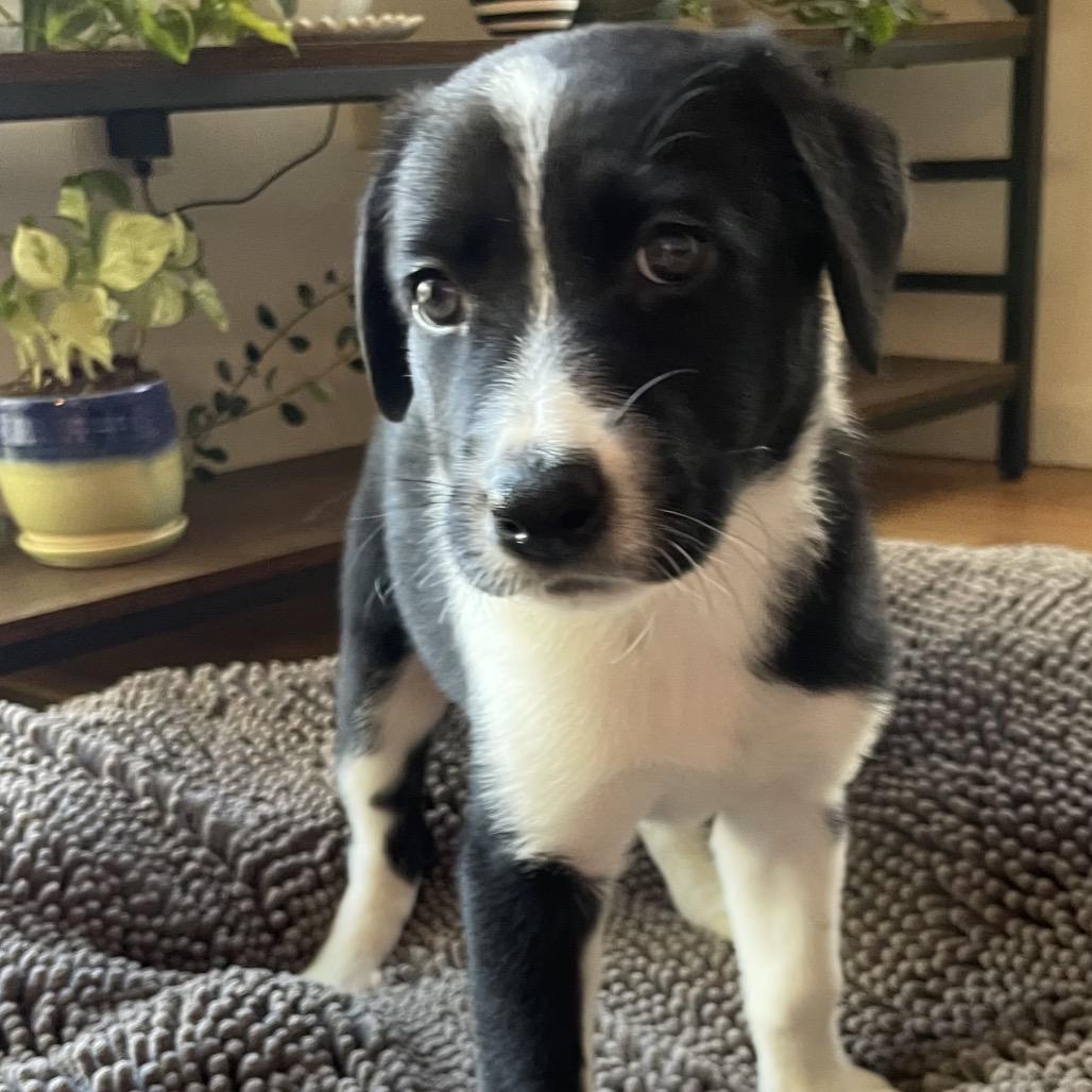 Enlarge Alysa, a Adoptable mixed breed in Jarrettsville, MD image 2/6