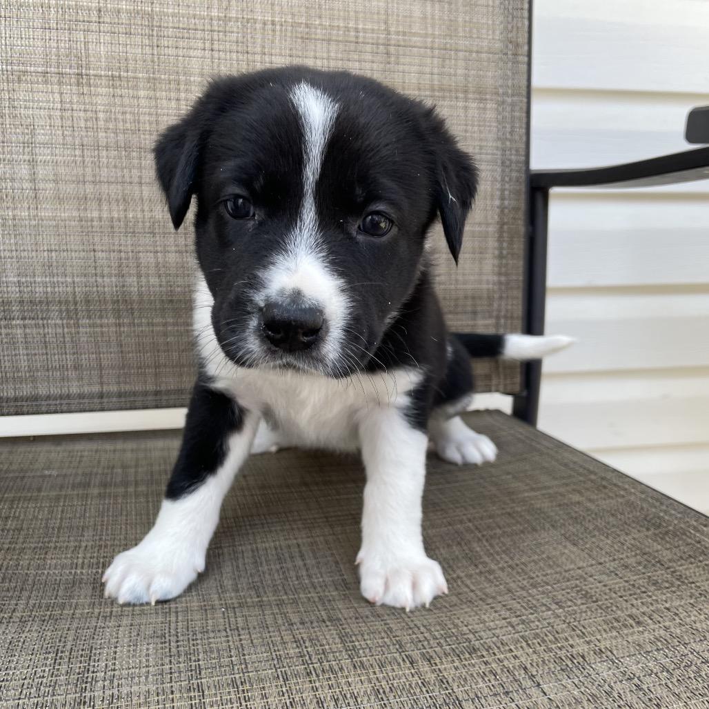 Enlarge Alysa, a Adoptable mixed breed in Jarrettsville, MD image 3/6