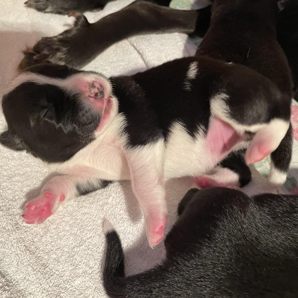 Enlarge Alysa, a Adoptable mixed breed in Jarrettsville, MD image 4/6