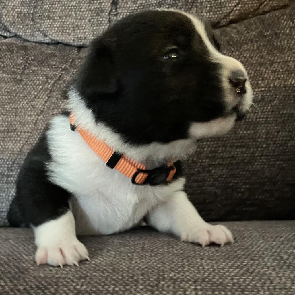 Enlarge Alysa, a Adoptable mixed breed in Jarrettsville, MD image 5/6