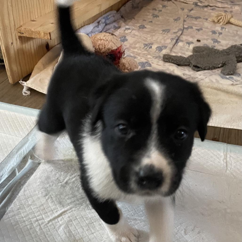 Enlarge Alysa, a Adoptable mixed breed in Jarrettsville, MD image 6/6