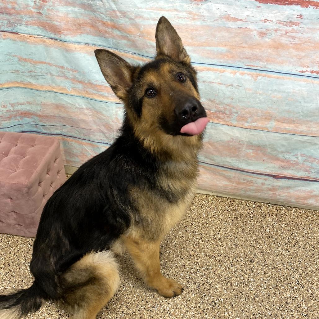 Enlarge Apollo, a Adoptable German Shepherd Dog in Cheyenne, WY image 1/5