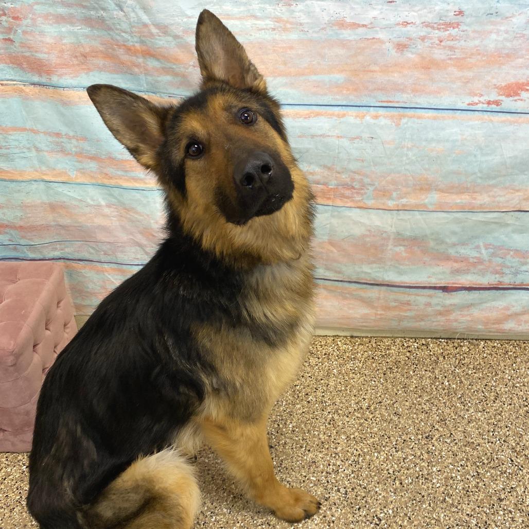 Enlarge Apollo, a Adoptable German Shepherd Dog in Cheyenne, WY image 2/5
