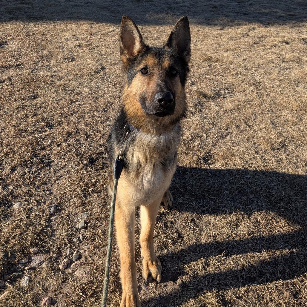 Enlarge Apollo, a Adoptable German Shepherd Dog in Cheyenne, WY image 3/5