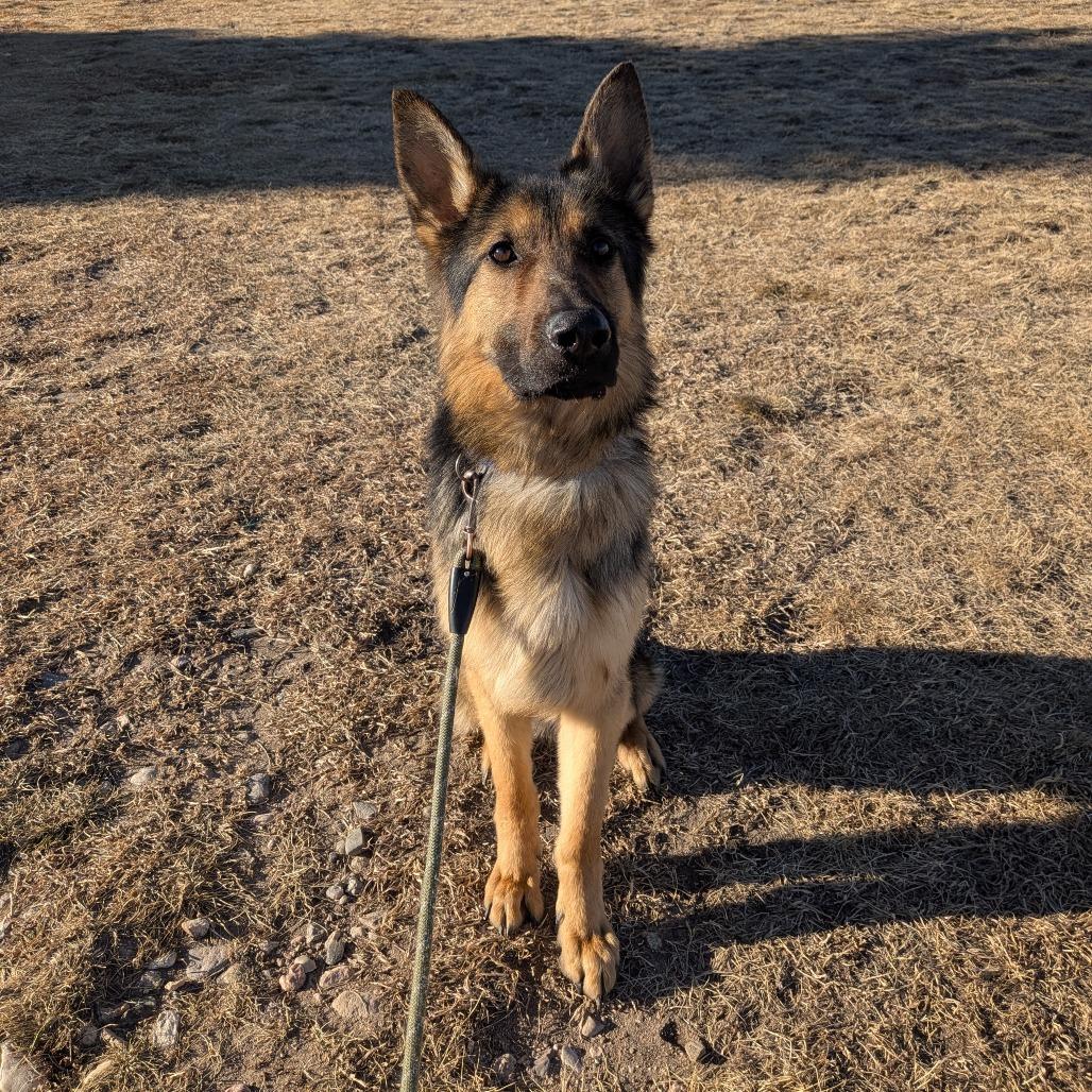 Enlarge Apollo, a Adoptable German Shepherd Dog in Cheyenne, WY image 4/5