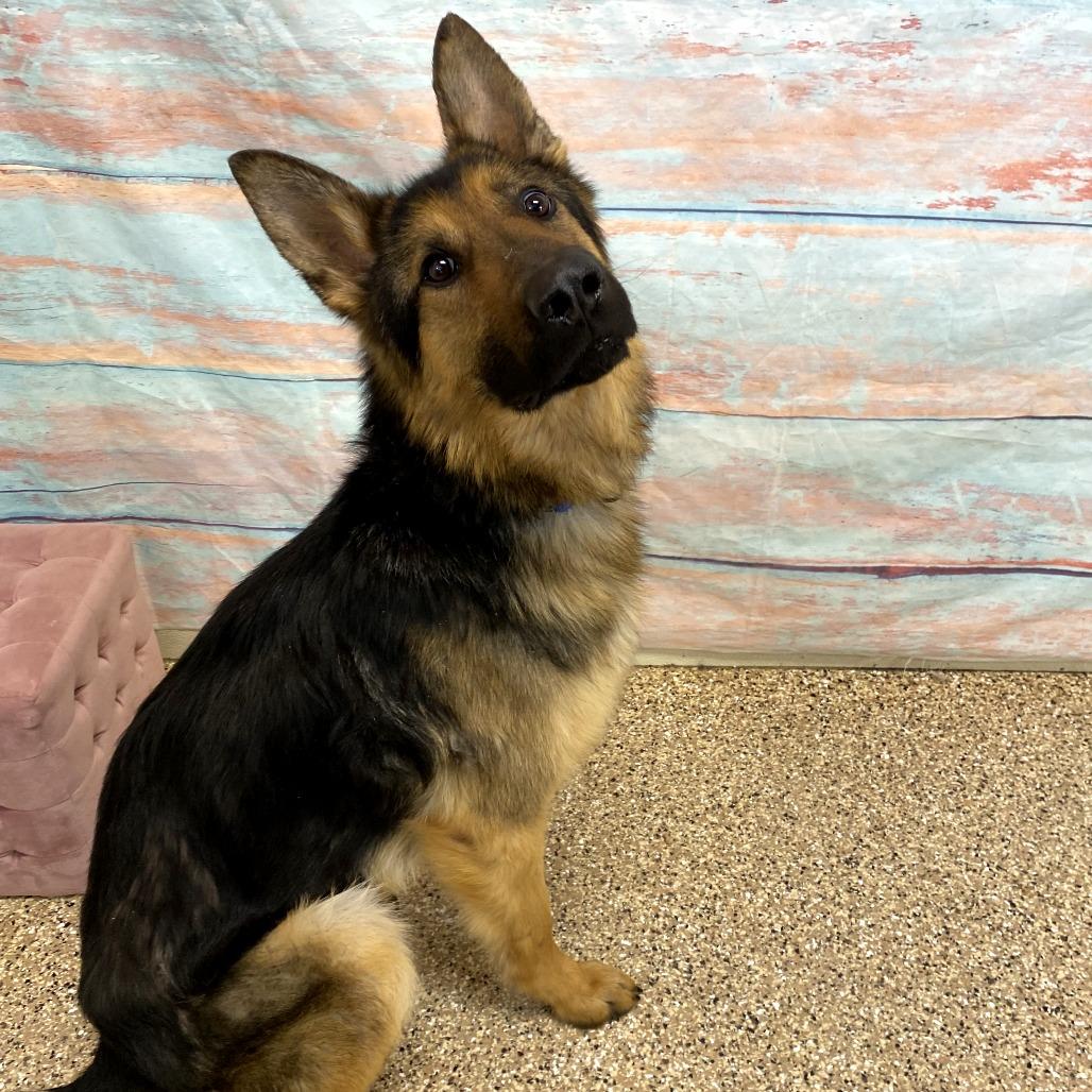 Enlarge Apollo, a Adoptable German Shepherd Dog in Cheyenne, WY image 5/5