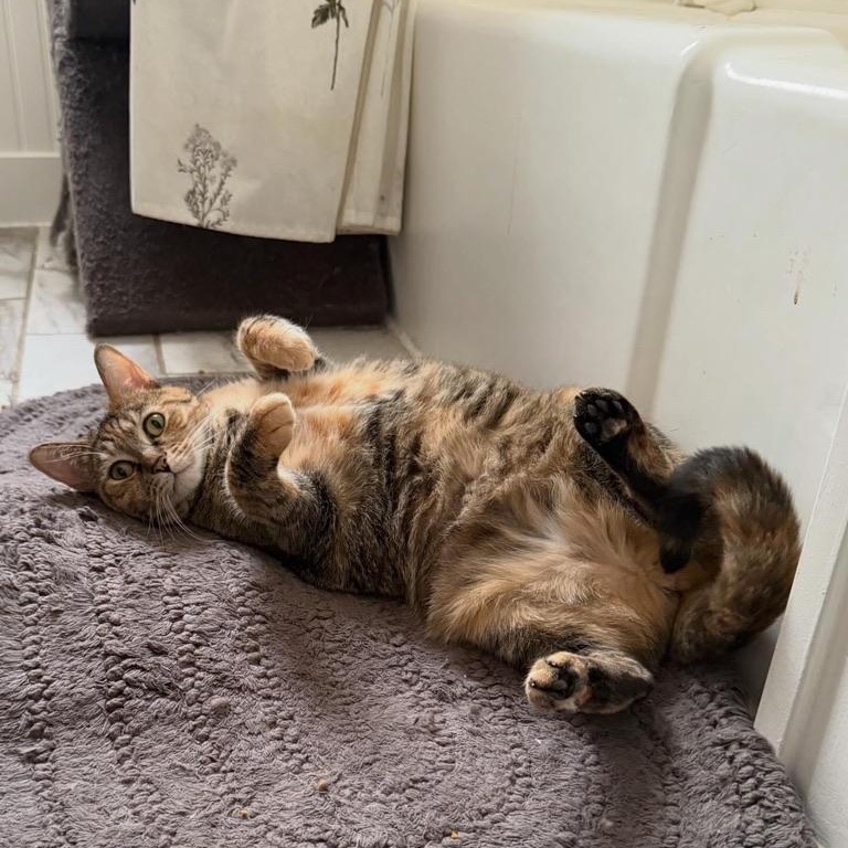 Luna, a ADOPTABLE Domestic Short Hair in Anderson, IN image 1/5