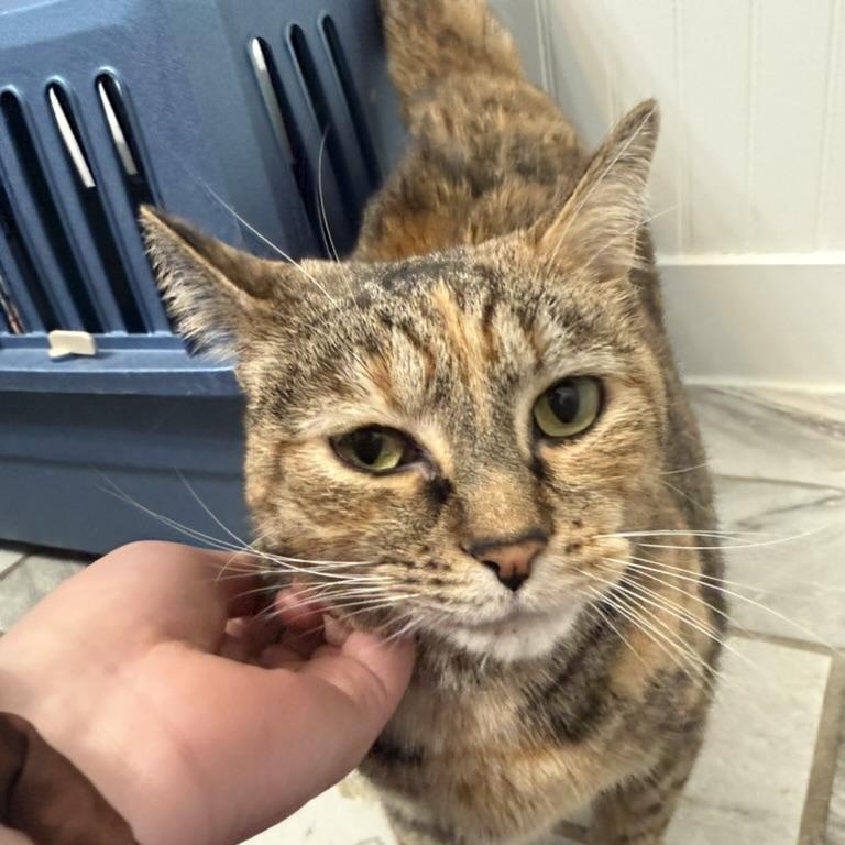 Luna, a ADOPTABLE Domestic Short Hair in Anderson, IN image 3/5