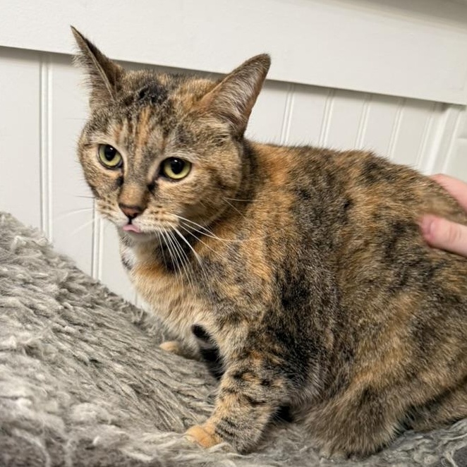 Luna, a ADOPTABLE Domestic Short Hair in Anderson, IN image 4/5