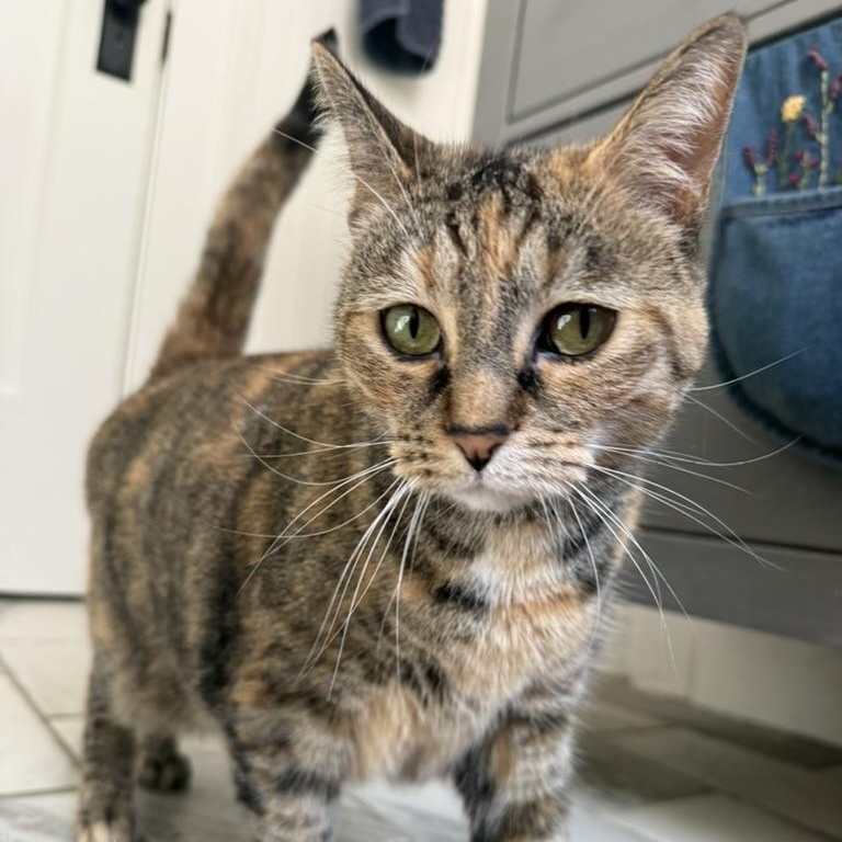 Luna, a ADOPTABLE Domestic Short Hair in Anderson, IN image 5/5