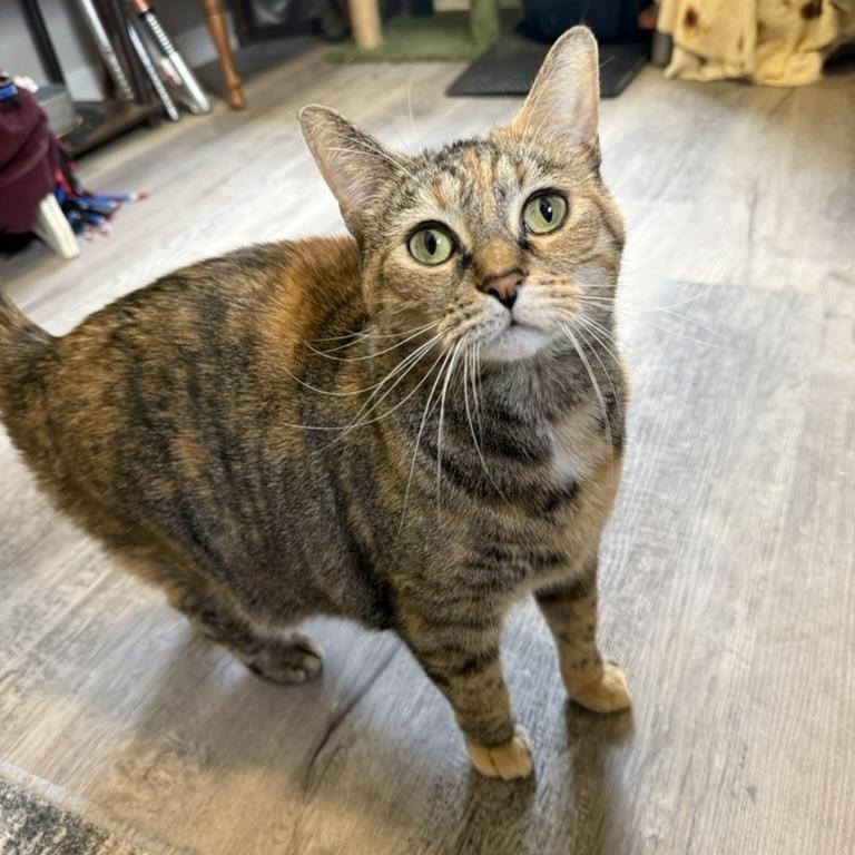 Luna, a ADOPTABLE Domestic Short Hair in Anderson, IN image 2/5