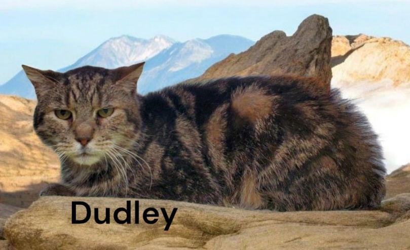 Enlarge Dudley, a Adoptable Tabby in Weems, VA image 2/3