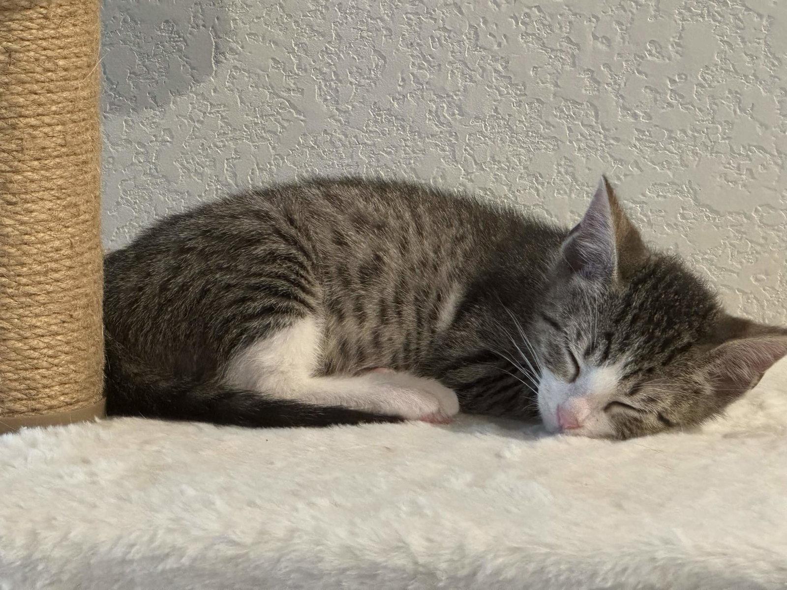 Max, Adoptable, Young Male Domestic Short Hair.