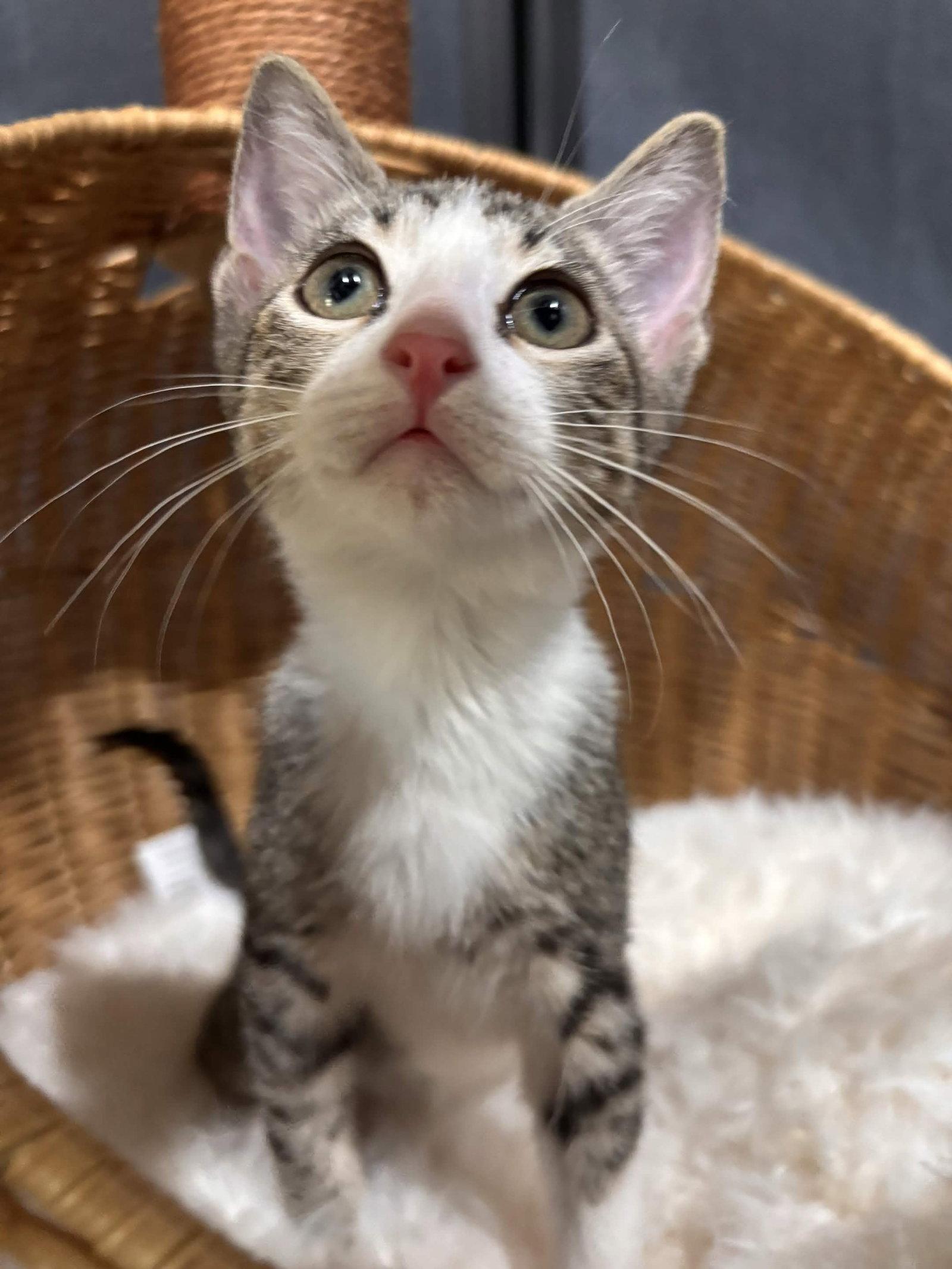 Enlarge Max, a Adoptable Domestic Short Hair in Fort Worth, TX image 2/3