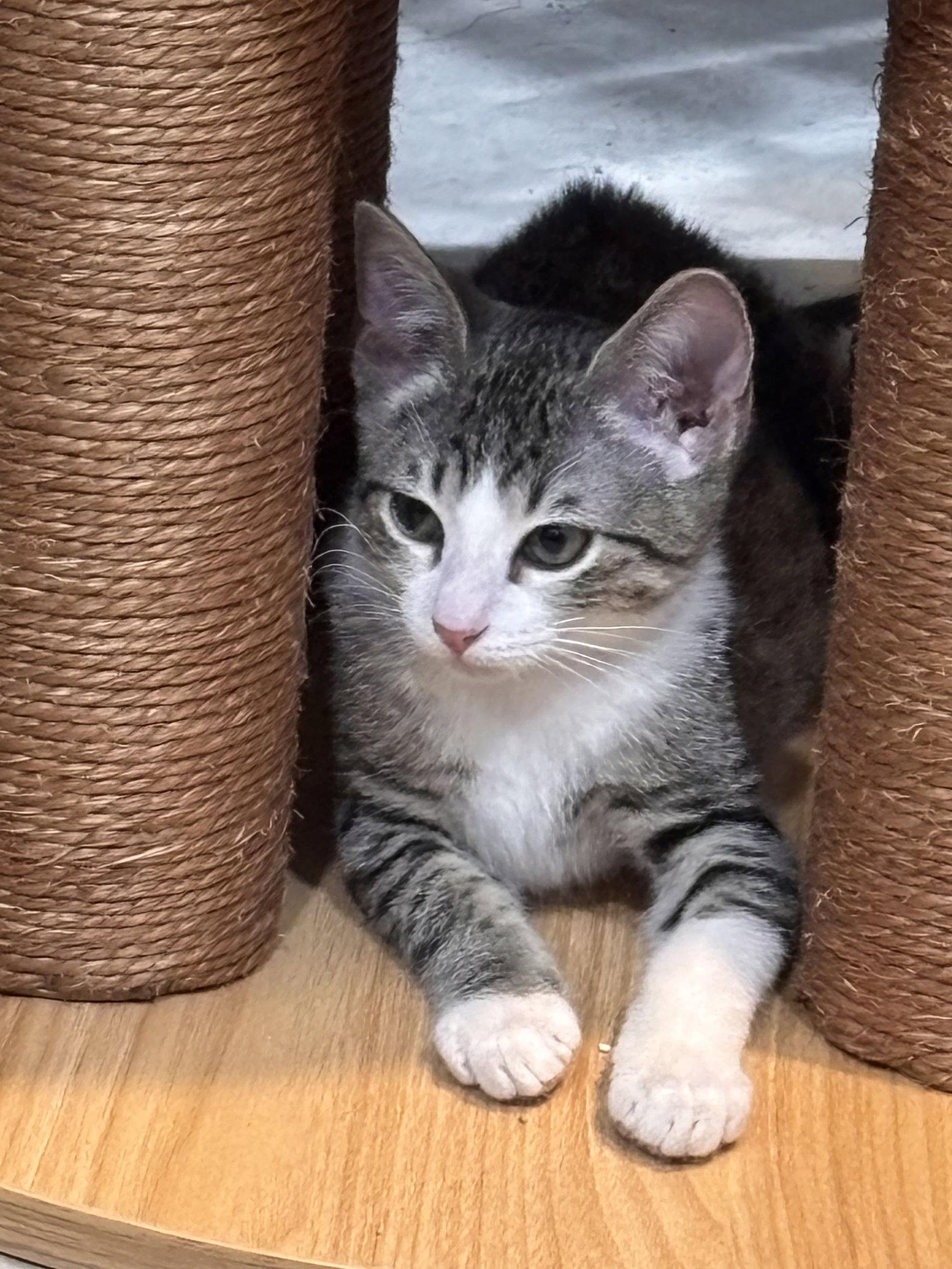 Enlarge Max, a Adoptable Domestic Short Hair in Fort Worth, TX image 2/3