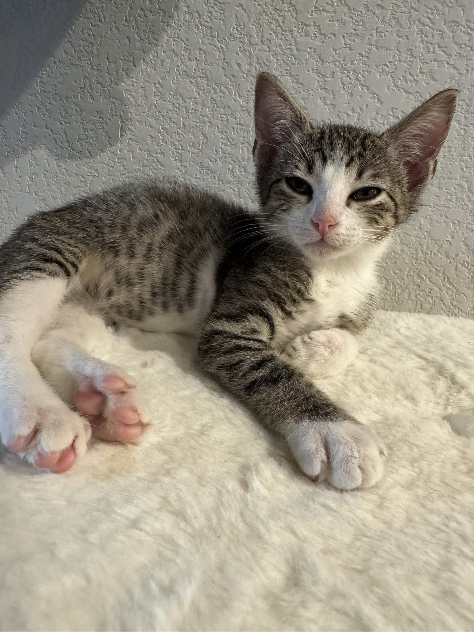 Enlarge Max, a Adoptable Domestic Short Hair in Fort Worth, TX image 3/3