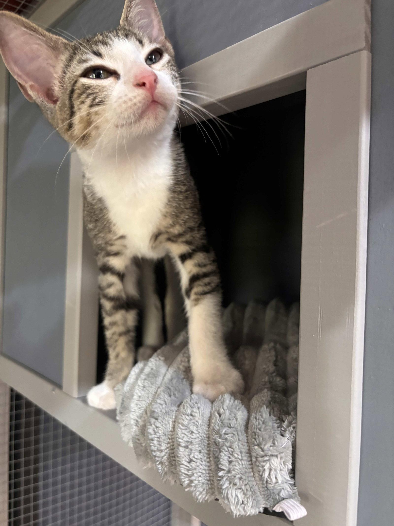 Enlarge Max, a Adoptable Domestic Short Hair in Fort Worth, TX image 3/3