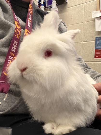 Enlarge Jerry, a Adoptable mixed breed in Wichita, KS image 1/3