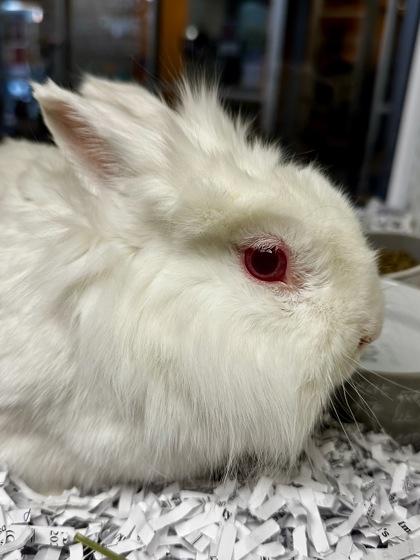 Enlarge Jerry, a Adoptable mixed breed in Wichita, KS image 2/3