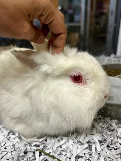 Enlarge Jerry, a Adoptable mixed breed in Wichita, KS image 3/3