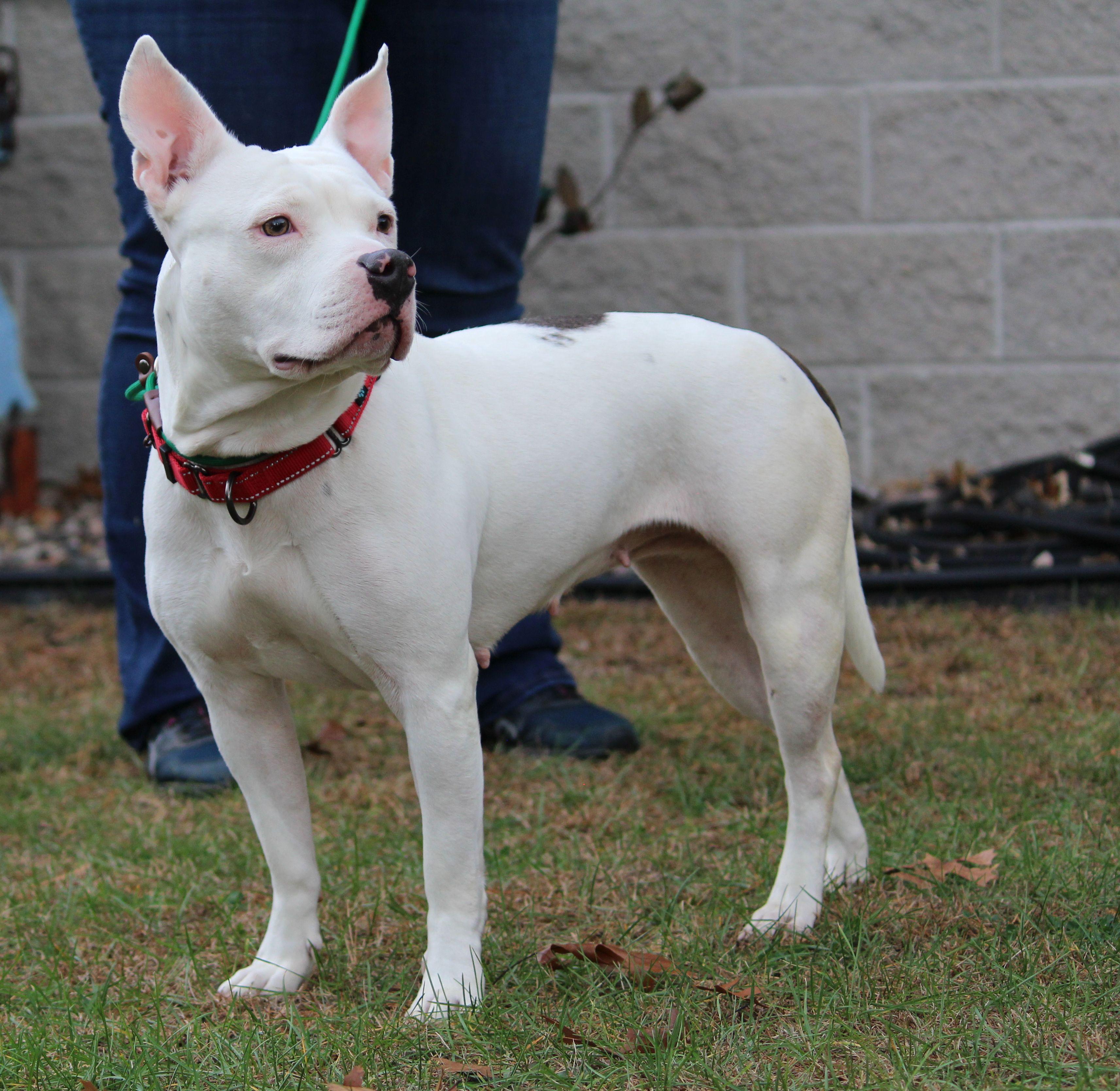 Lucy, Adoptable, Adult Female Pit Bull Terrier.
