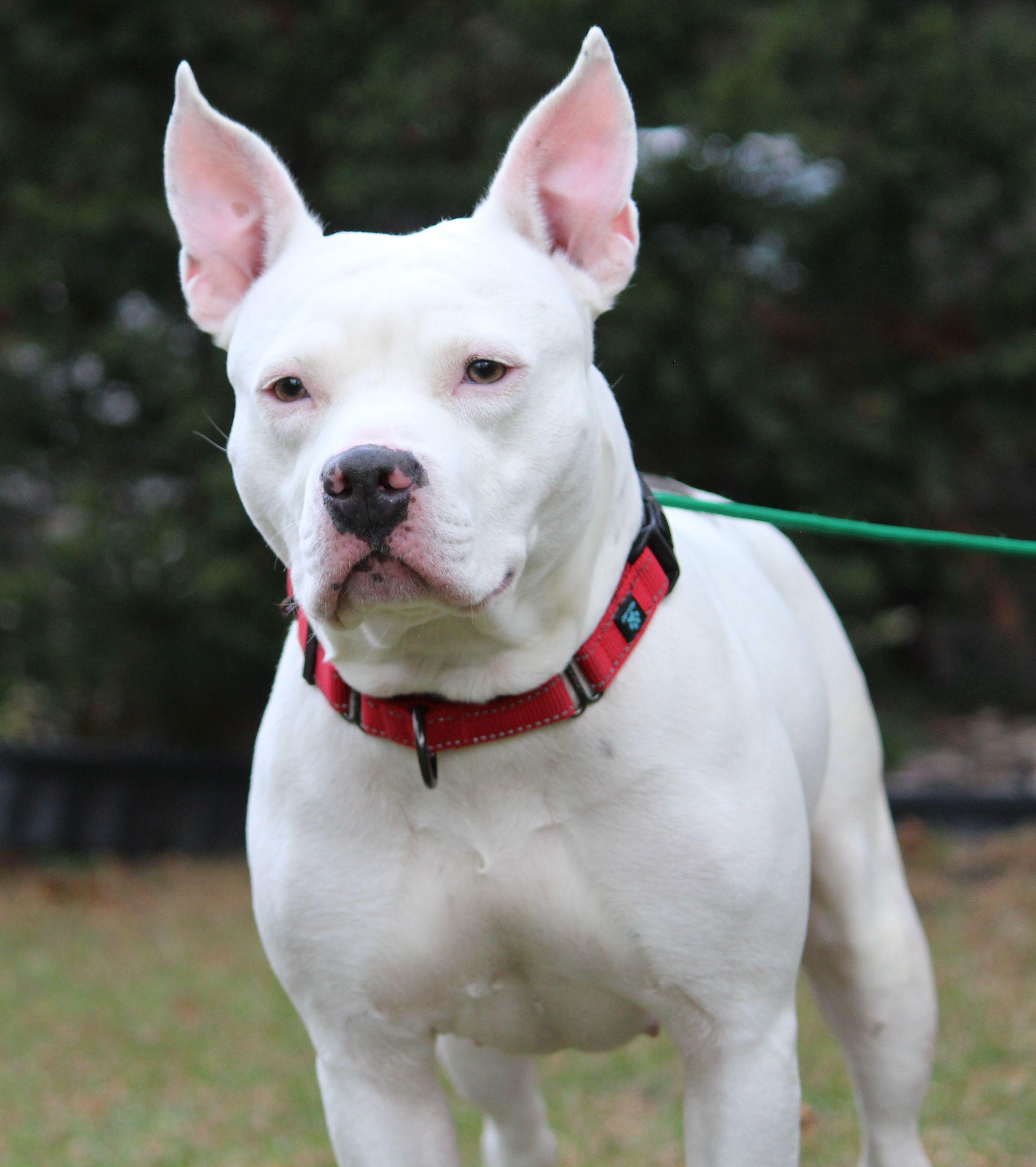 Lucy, Adoptable, Adult Female Pit Bull Terrier.