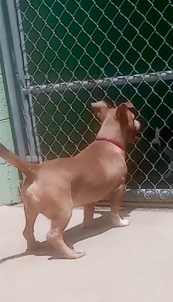 Enlarge Goblin, a Adopted mixed breed in Blountville, TN image 1/4