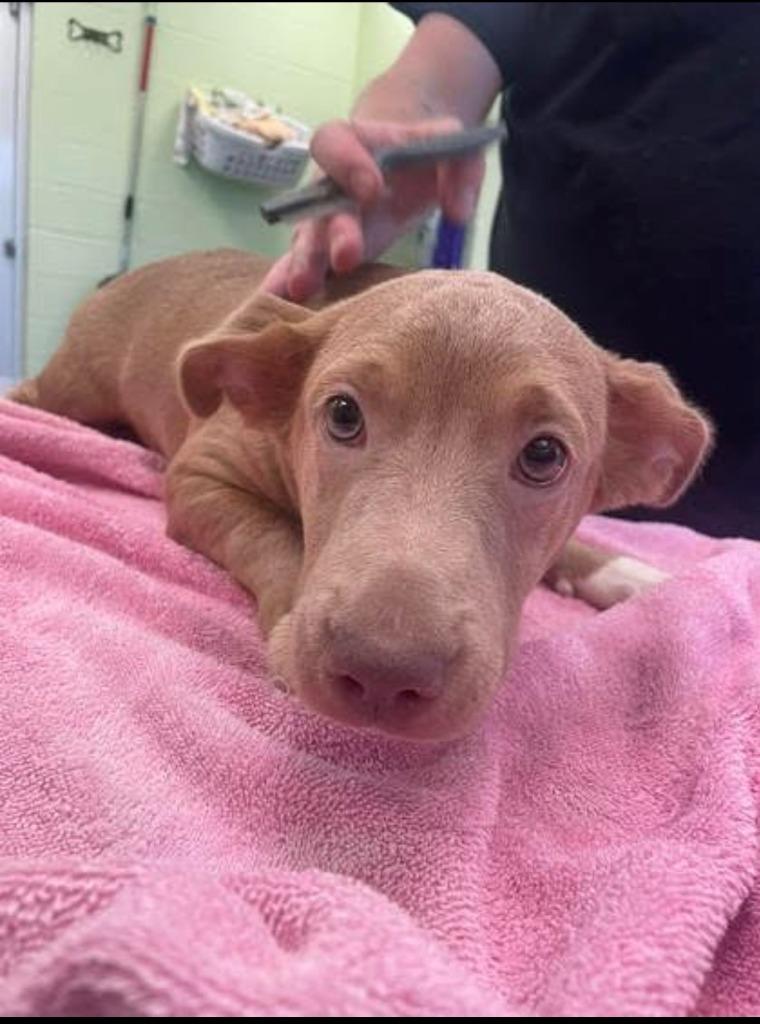Enlarge Goblin, a Adopted mixed breed in Blountville, TN image 2/4