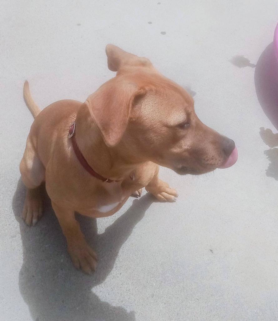 Enlarge Goblin, a Adopted mixed breed in Blountville, TN image 3/4