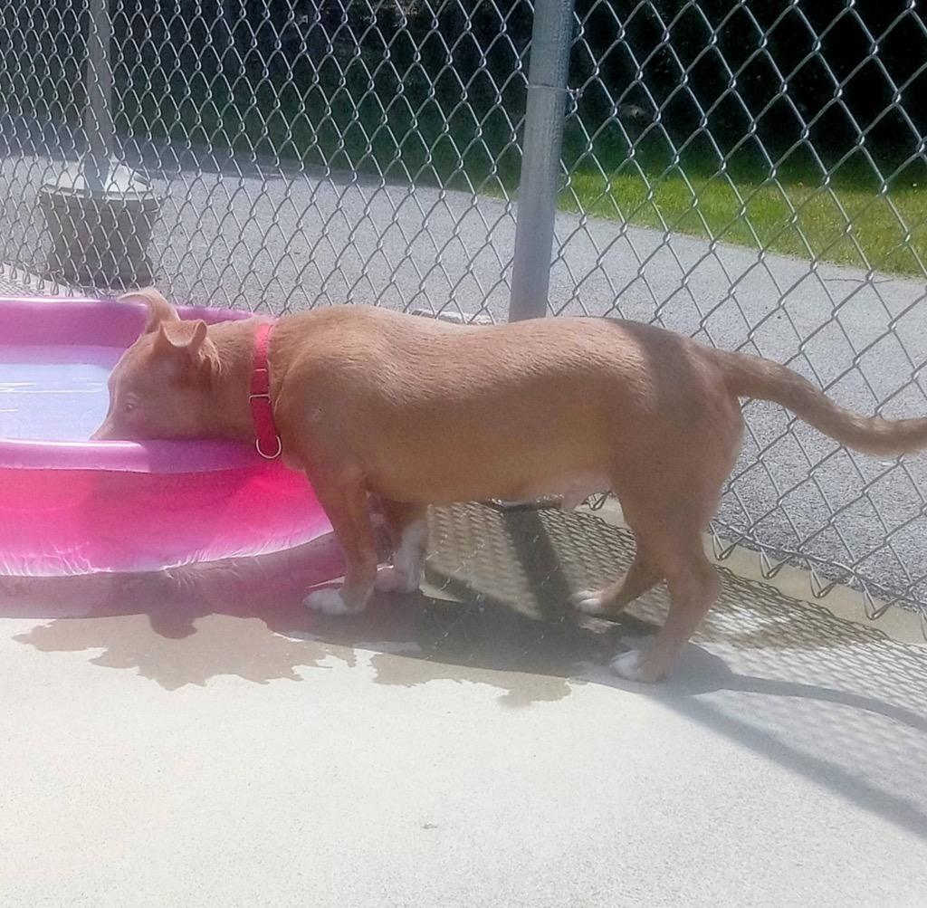 Enlarge Goblin, a Adopted mixed breed in Blountville, TN image 4/4