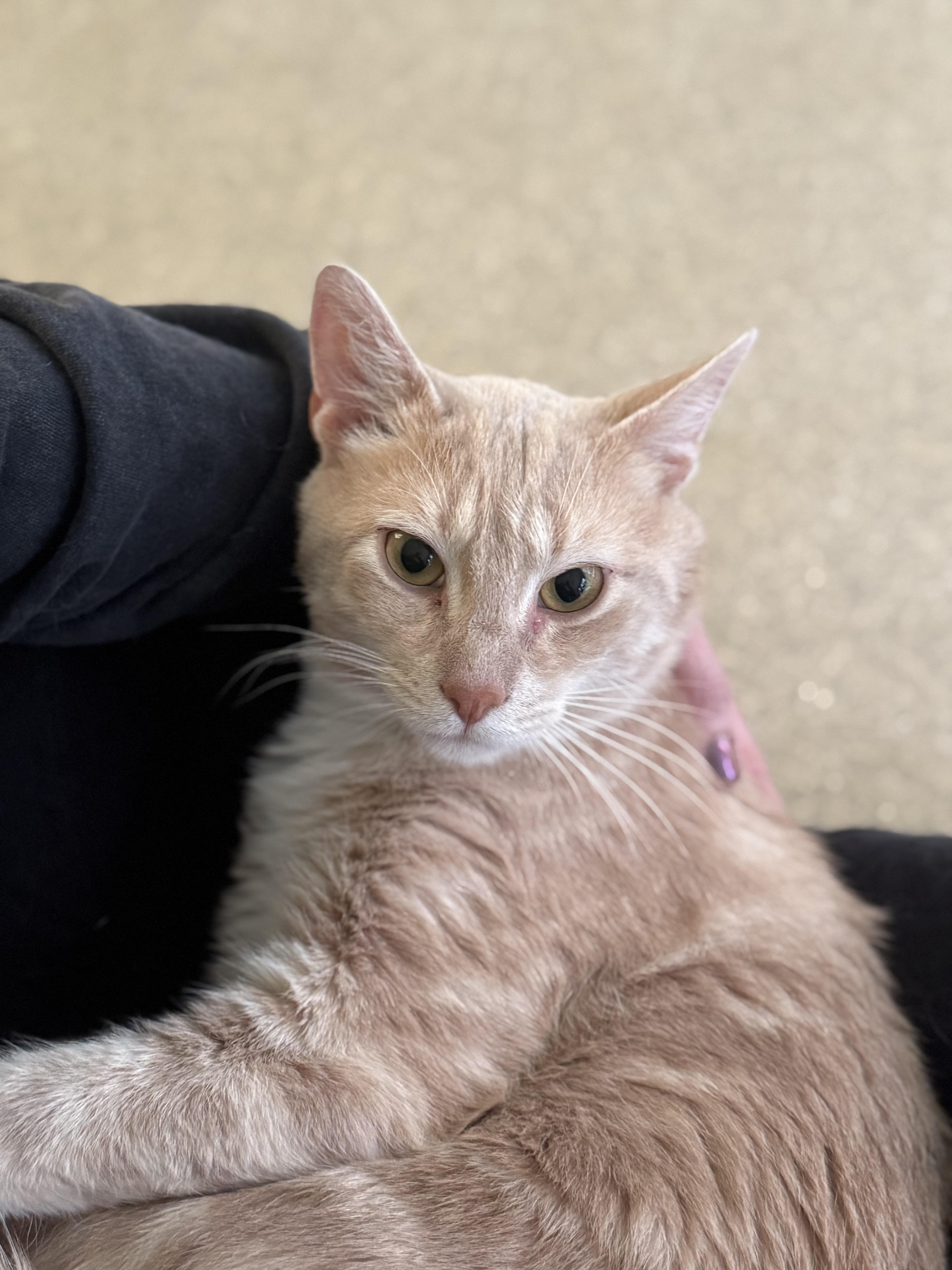 Zest, a Adoptable Domestic Short Hair in Westbrook, CT image 1/5