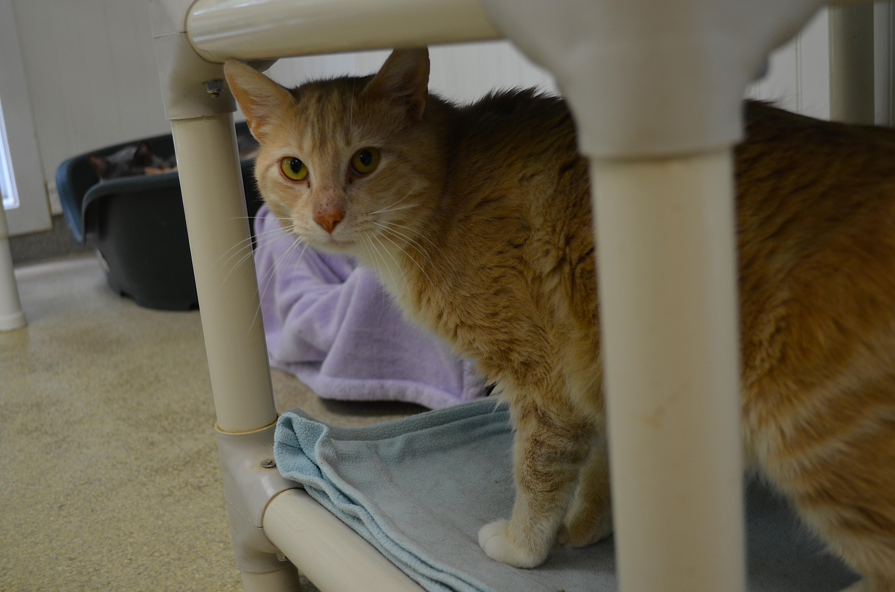 Zest, a Adoptable Domestic Short Hair in Westbrook, CT image 2/5