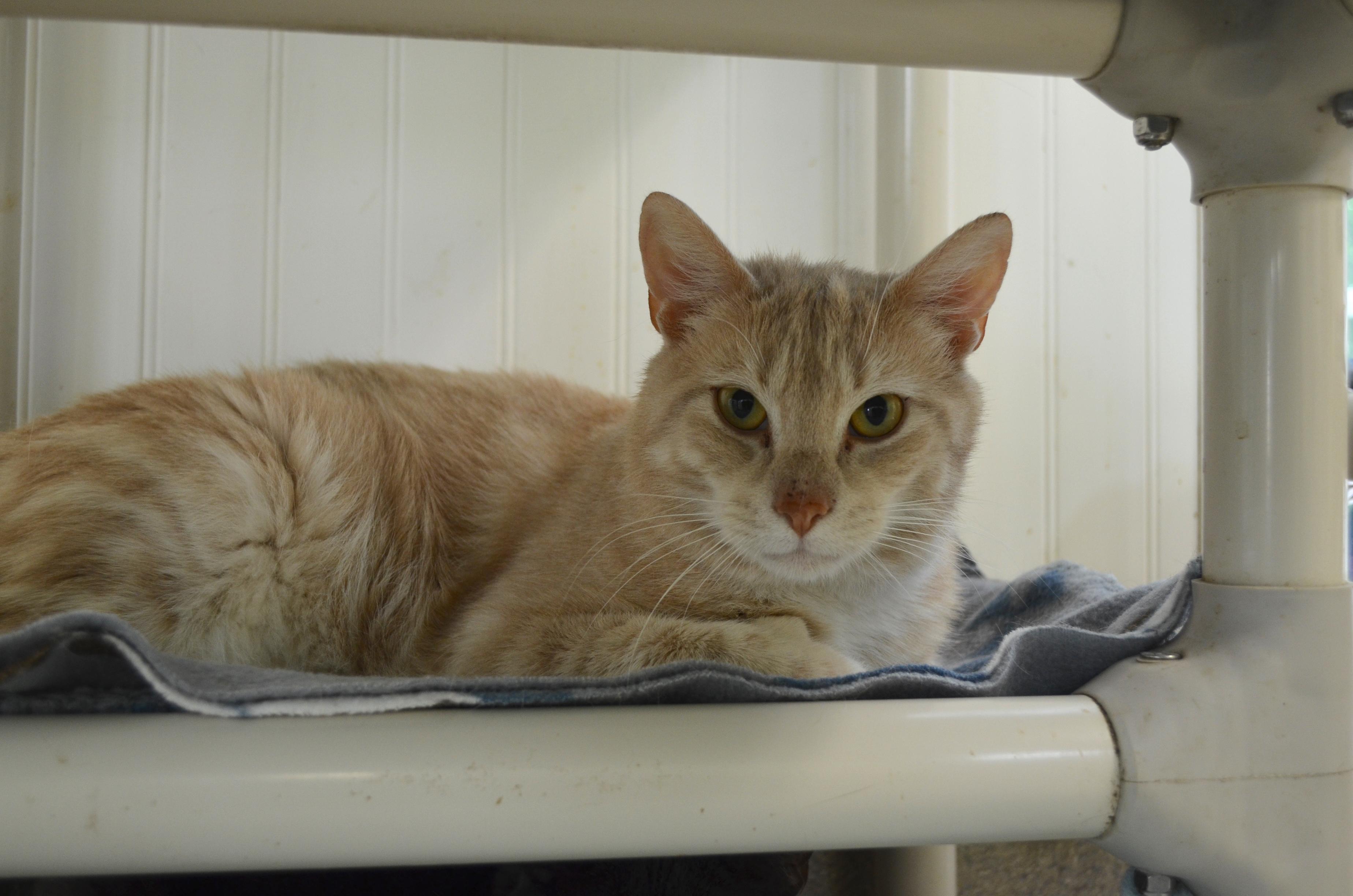 Zest, a Adoptable Domestic Short Hair in Westbrook, CT image 3/5