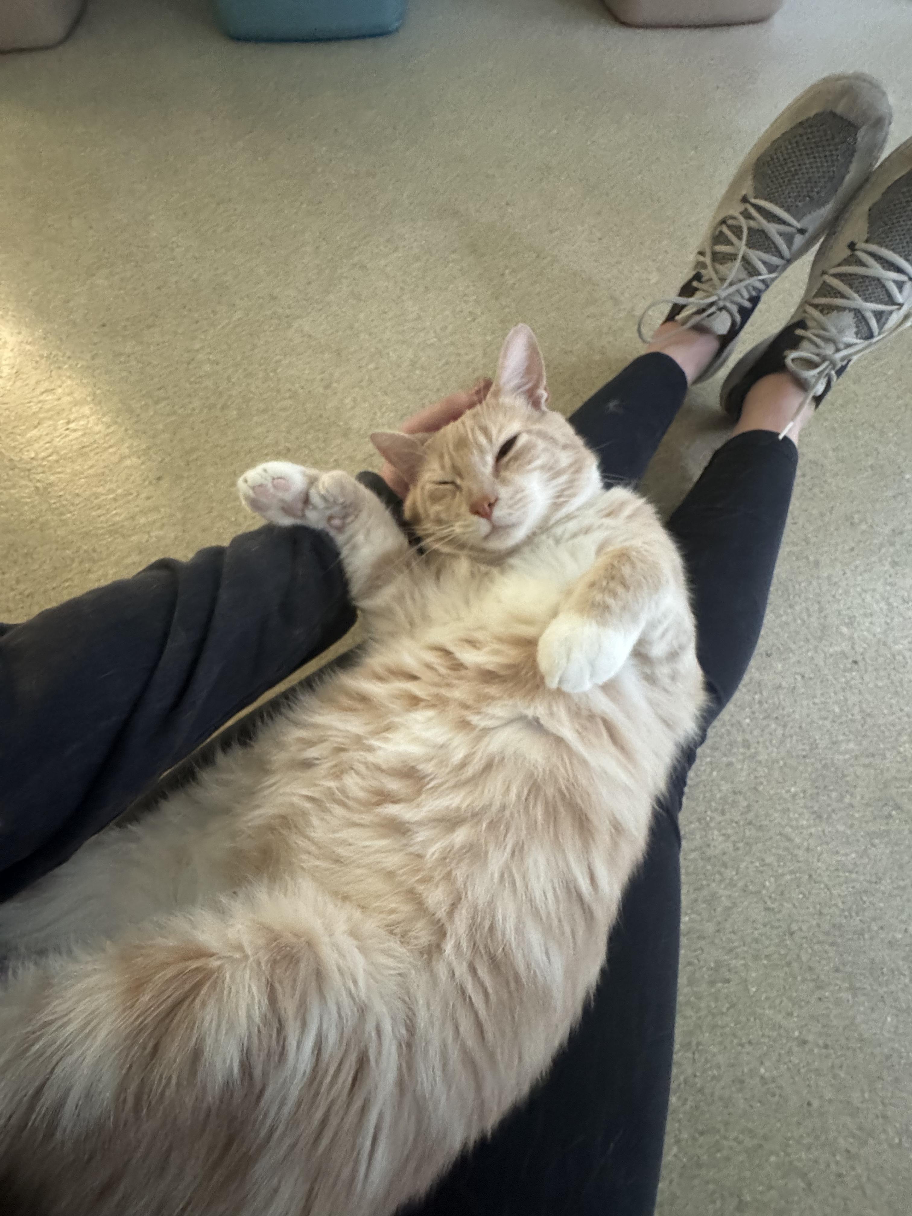 Zest, a Adoptable Domestic Short Hair in Westbrook, CT image 5/5