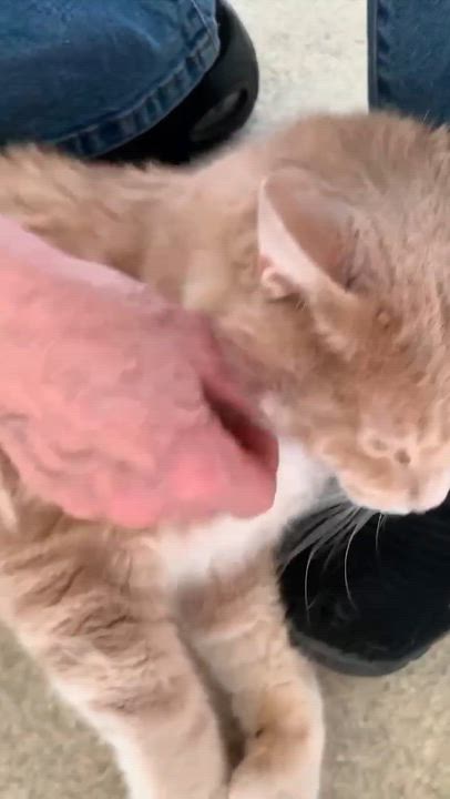 Enlarge Zest, a Adoptable Domestic Short Hair in Westbrook, CT video 3/5