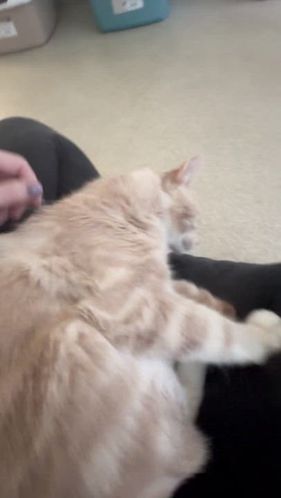 Enlarge Zest, a Adoptable Domestic Short Hair in Westbrook, CT video 4/5