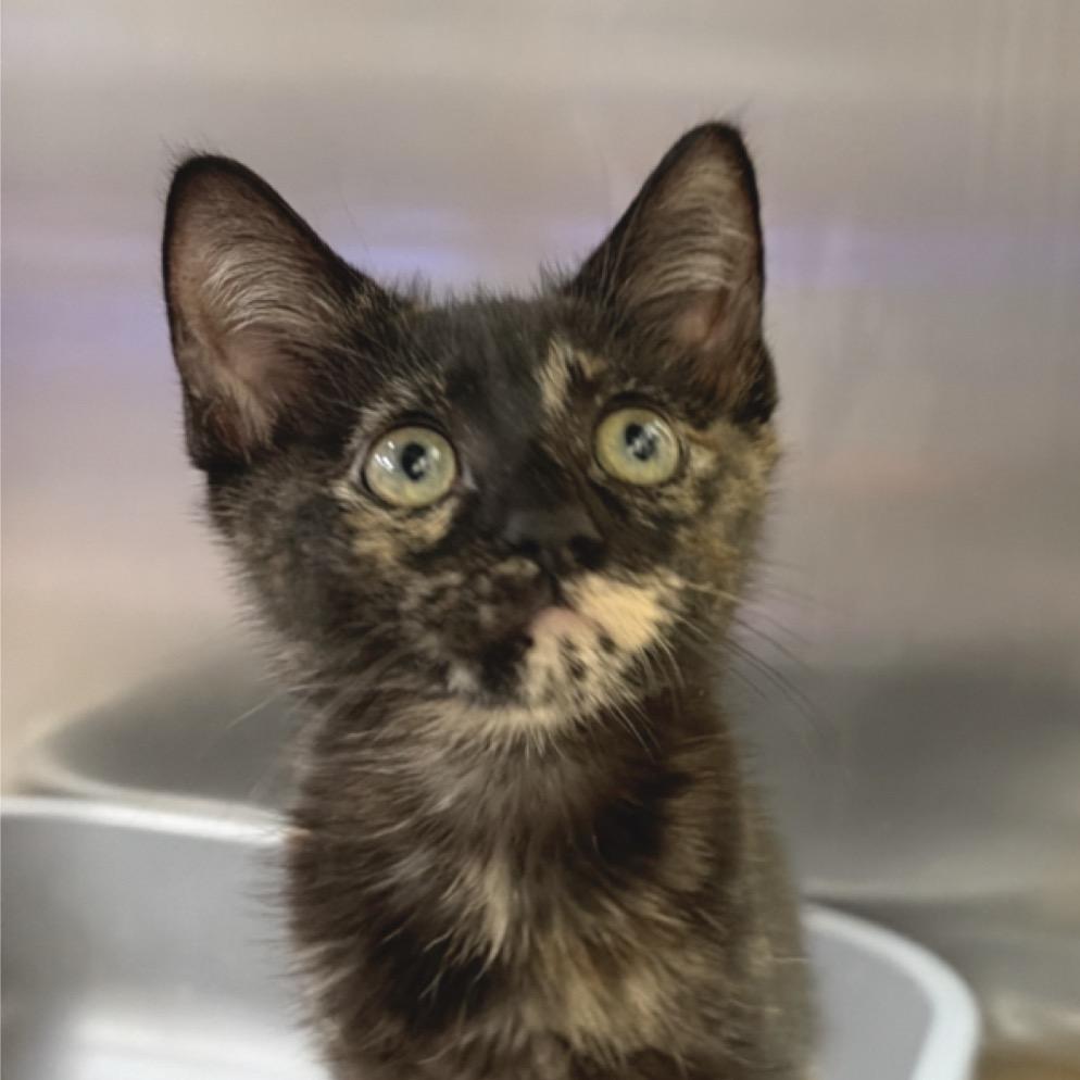 Jasmine, Adoptable, Kitten Female Domestic Short Hair.