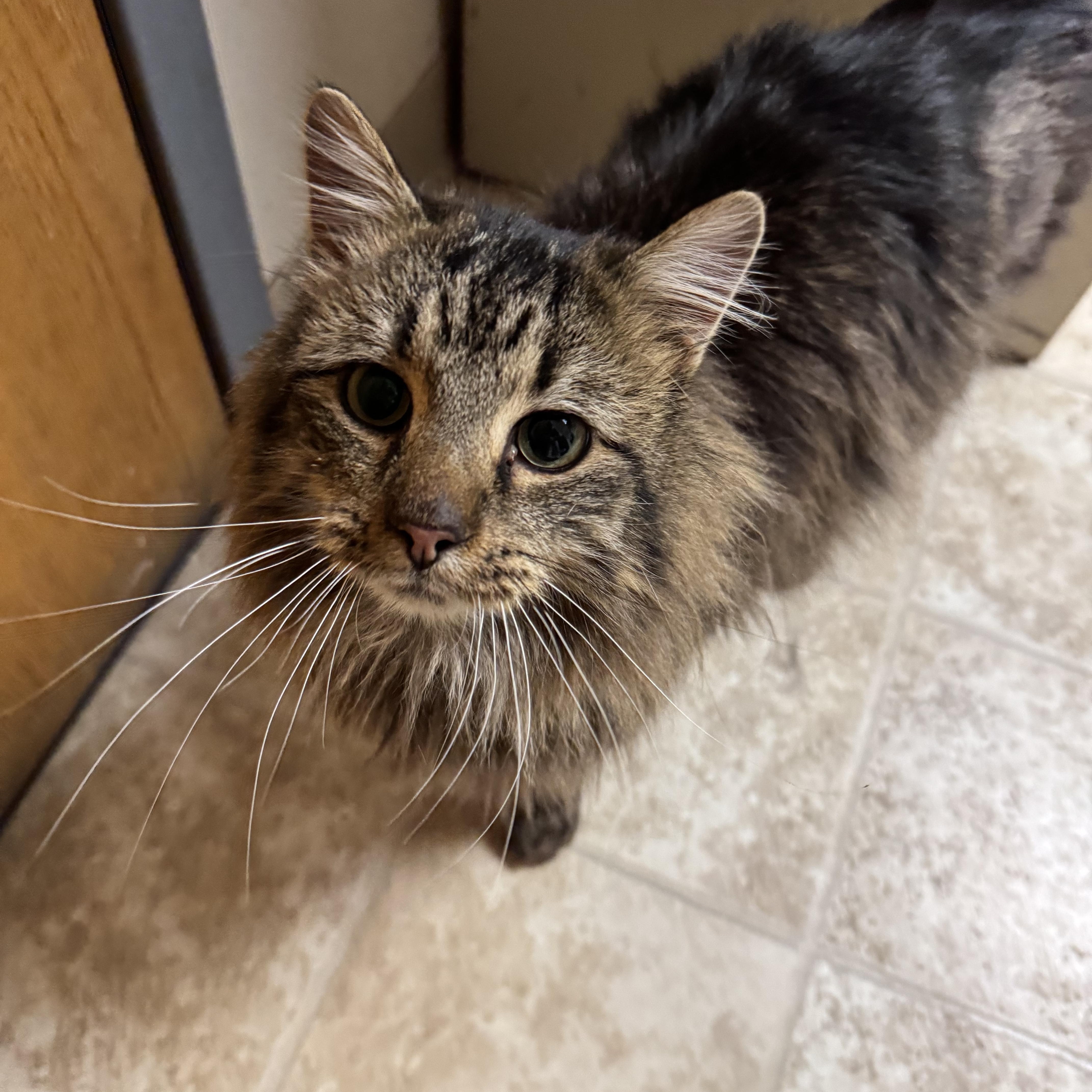 Ralph, ADOPTABLE, Adult Male Domestic Long Hair.