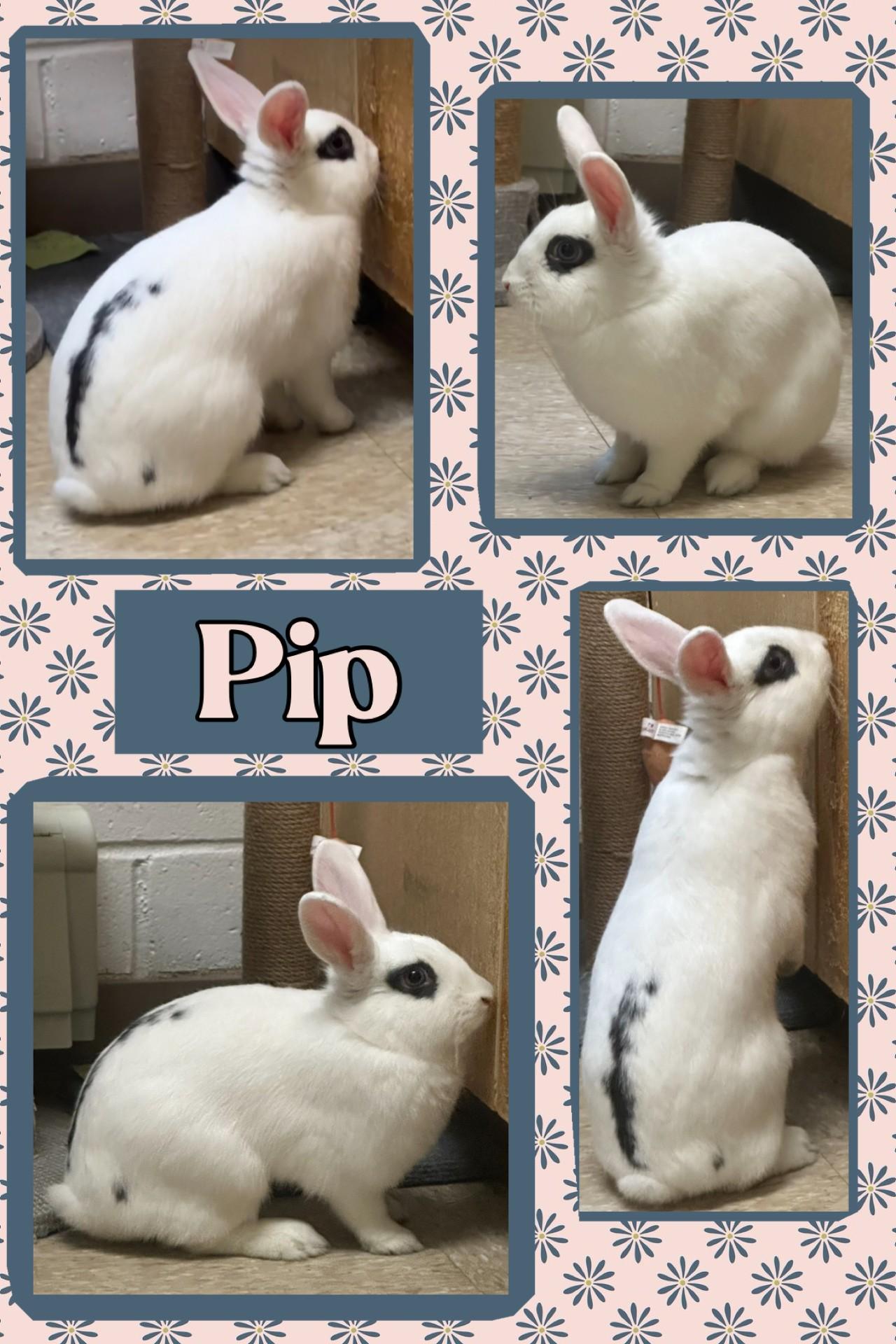 Finn and Pip photo 2