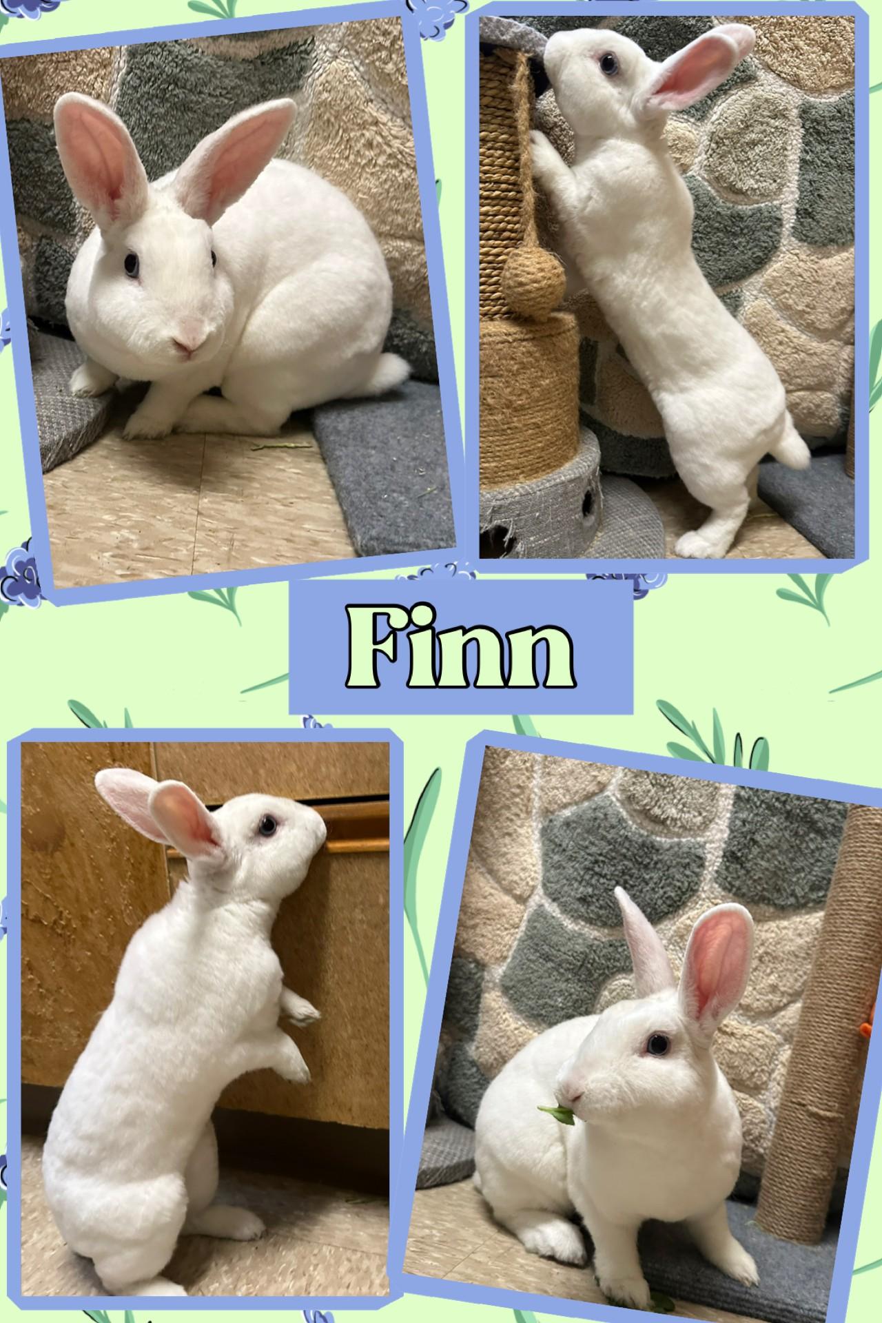Finn and Pip, Young Male American