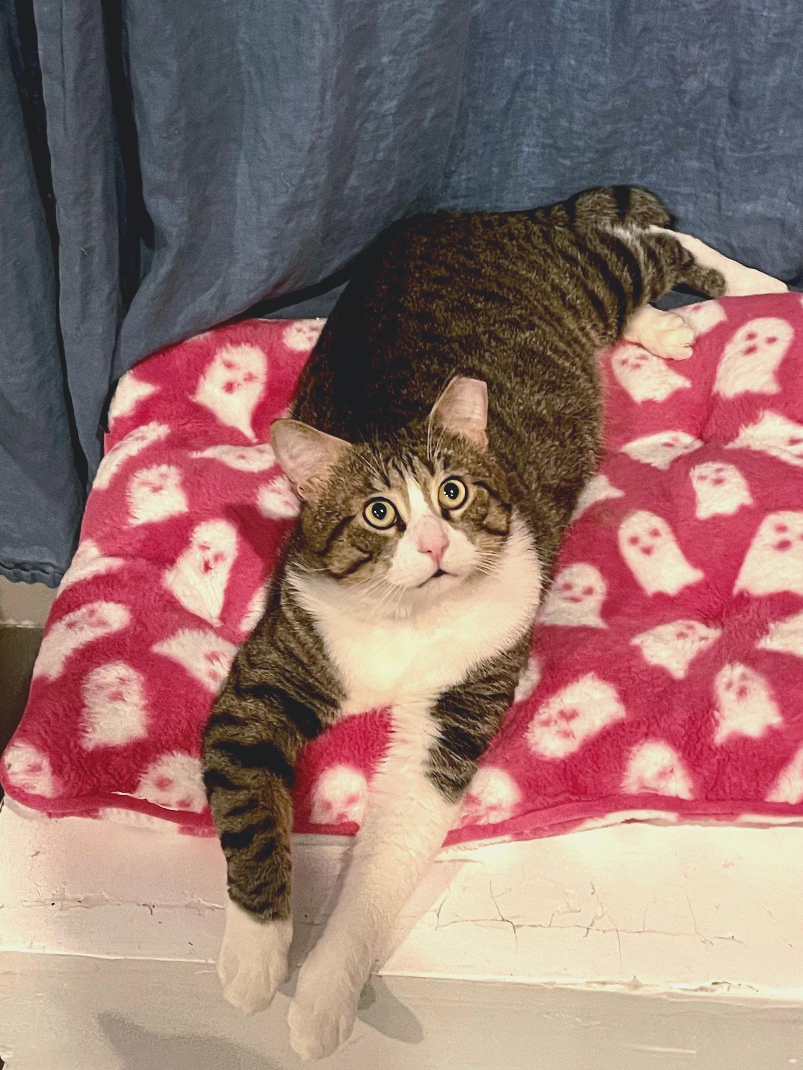 Enlarge Buster, a Adoptable Domestic Short Hair in Oakland, CA image 3/3