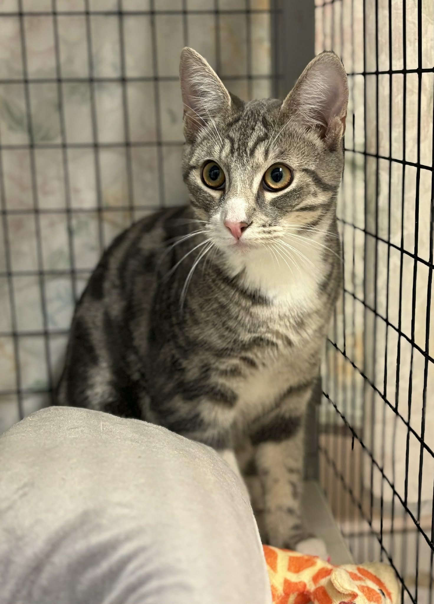 Enlarge Big Bird, a Adoptable mixed breed in Grants Pass, OR image 1/1