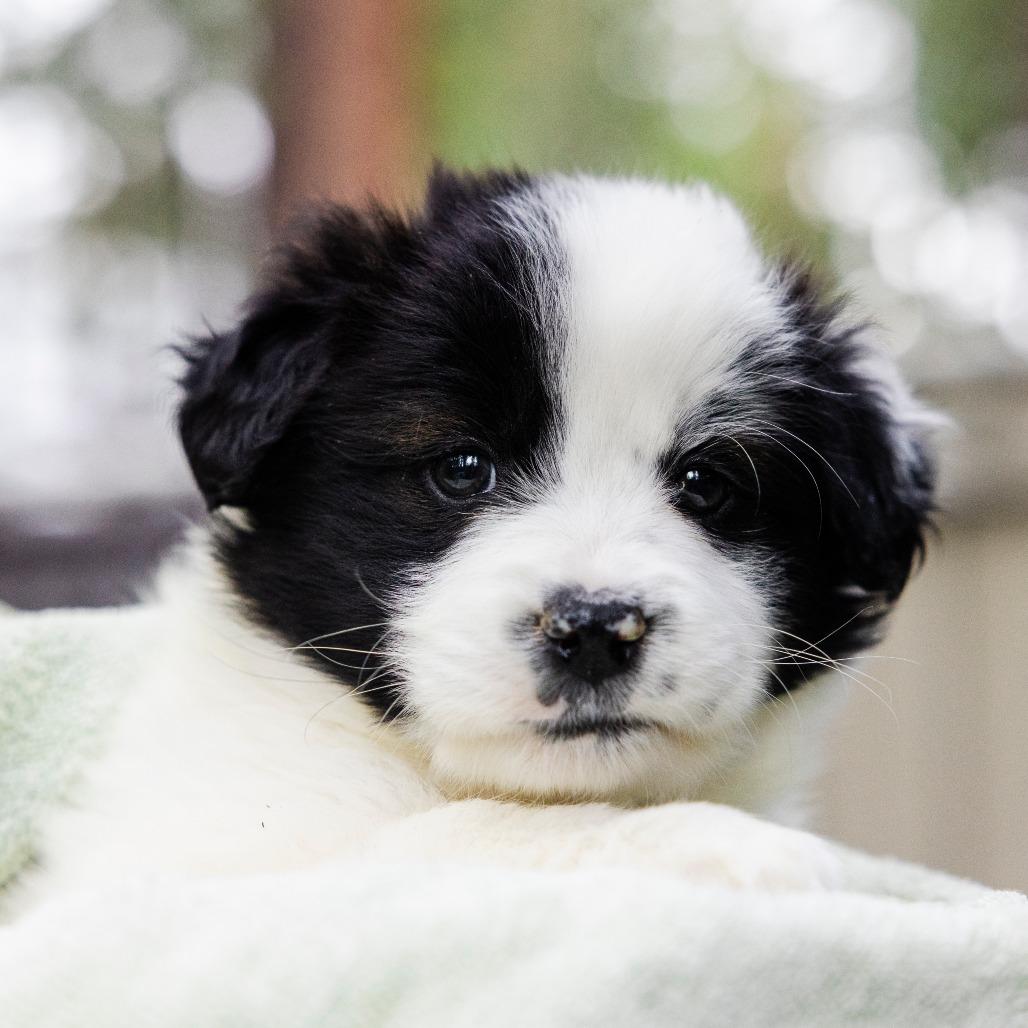 Sailor Mercury, Adoptable, Puppy Female Australian Shepherd & Border Collie.