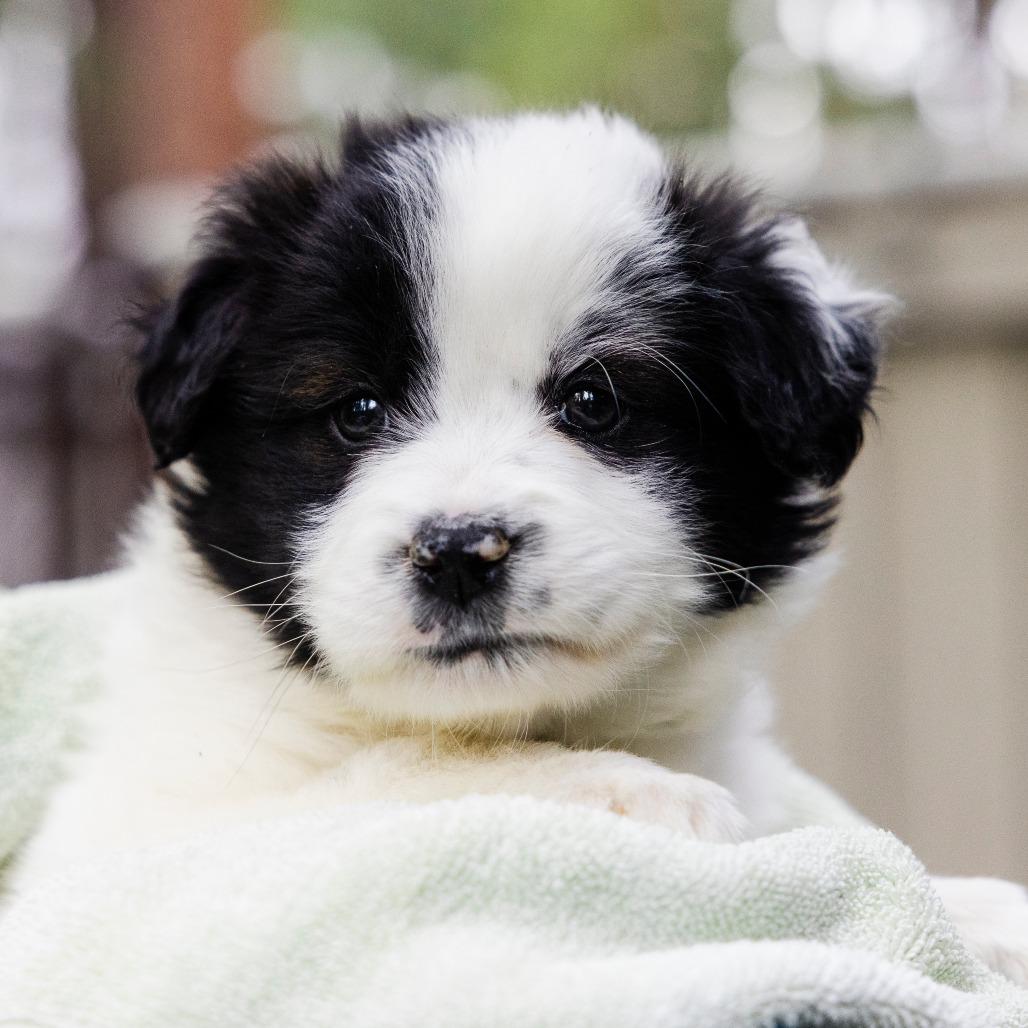 Sailor Mercury, a Adoptable mixed breed in Incline Village, NV image 2/4
