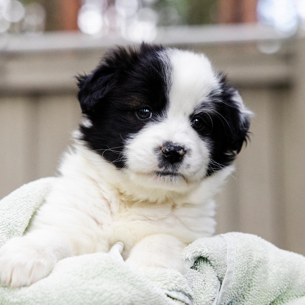 Sailor Mercury, a Adoptable mixed breed in Incline Village, NV image 3/4